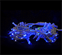 Гирлянда "Стринг Лайт" IP65, 24В, 10м, мерцающая синяя