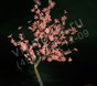Световой вишневый куст розовый, высота 0.8м, диаметр 0.8м